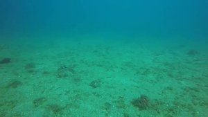 Самая ядовитая рыба в Черном море! Морской дракон