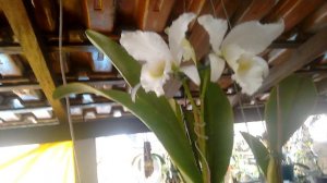 Cattleya Lábia.var Alba . Em flhor