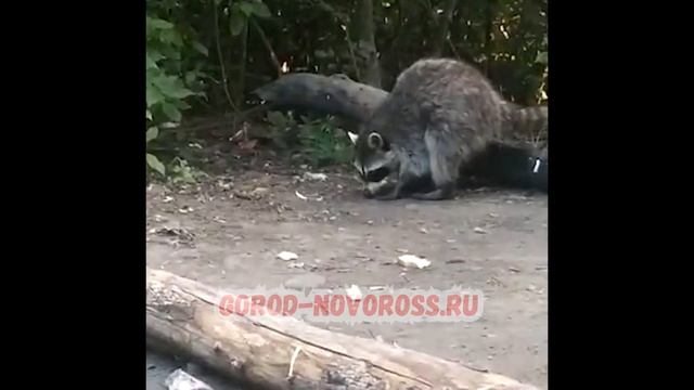 Семья енотов в Цемесской роще. Новороссийск. 18.07.2020 смотреть онлайн