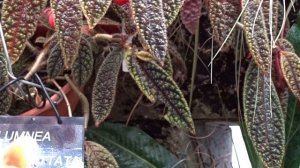 Columnea purpureovittata (Wiehler) B.D.Morley