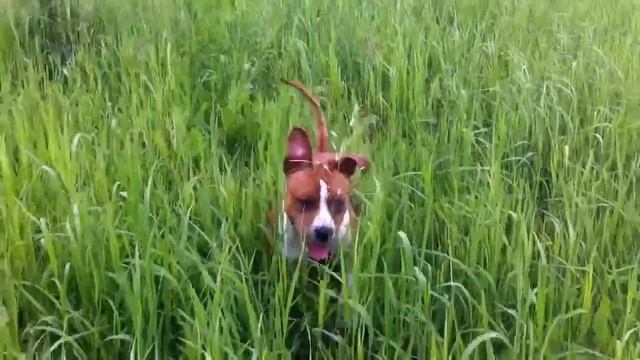 Стафф-кенгуру смотреть онлайн