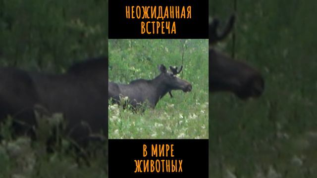 Неожиданная встреча. В мире животных. #короткоевидео  #другаяжизнь #неожиданнаявстреча #вмиреживотны