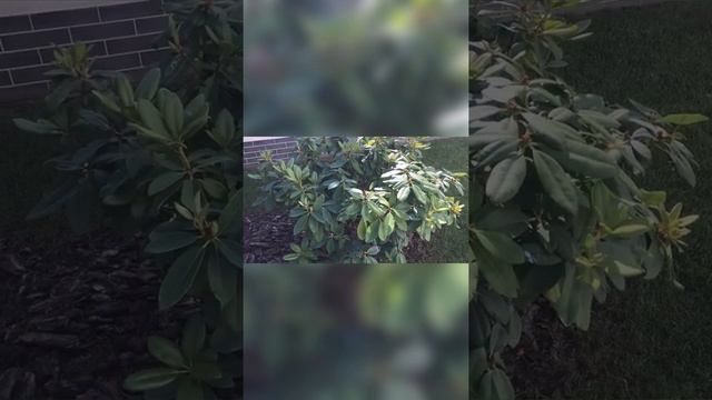 Как без вреда быстро почистисть Рододендронон, чистка рододендрона