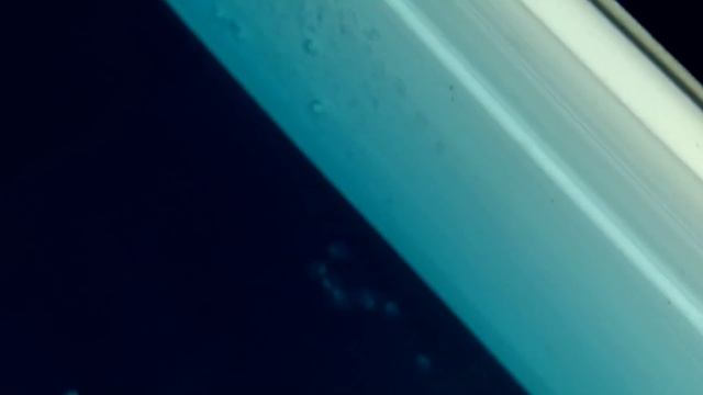 Проблема с черными скаляриями / Pterophyllum / Breeding Pterophyllum смотреть онлайн