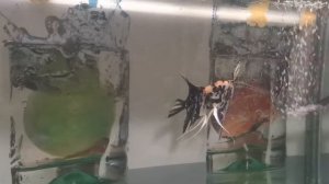 Скалярии дерутся из за самки