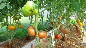 ОБЗОР ТОМАТА ТОЛСТЫЙ ДЖЕК ЧЁРНЫЙ