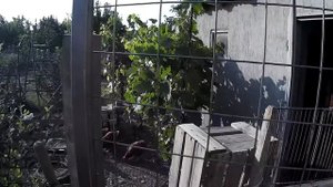 Калитка в вольер для кур. Чего не сделаешь для тещи )