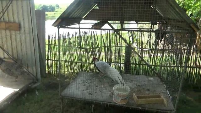 Рыбалка Приехали на озеро Веселая семейка смотреть онлайн