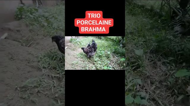 TRIO PORCELAINE BRAHMA