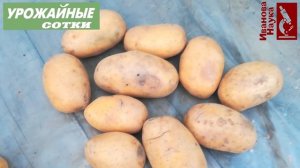 КАРТОФЕЛЬ ДЛЯ ЛЕНИВЫХ! Этот сорт не болеет, не требует особого ухода и удобрений.