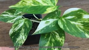 Сциндапсус — уход в домашних условиях и способы размножения