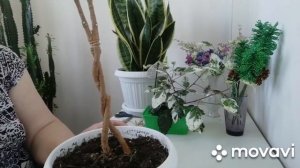 Продолжаем плести фикус.