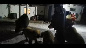 встреча с диким кабаном