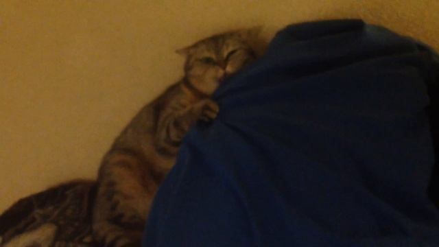 Кошка обнимает одежду хозяина. смотреть онлайн