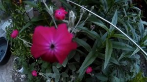 Лихнис корончатый (Lychnis coronaria) - необыкновенно красивое растение семейства Гвоздичные