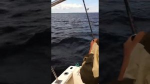 Ловля судака троллингом на Онежском озере