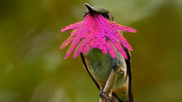 Ошо Часть - 08. Внутренний свет озвучивает Nikosho.