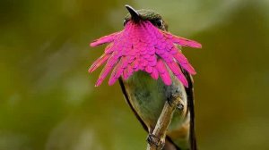 Ошо, Часть - 08. Внутренний свет, озвучивает Nikosho.