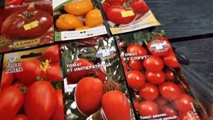 Мои лучшие сорта томатов для подмосковья. Принцип отбора