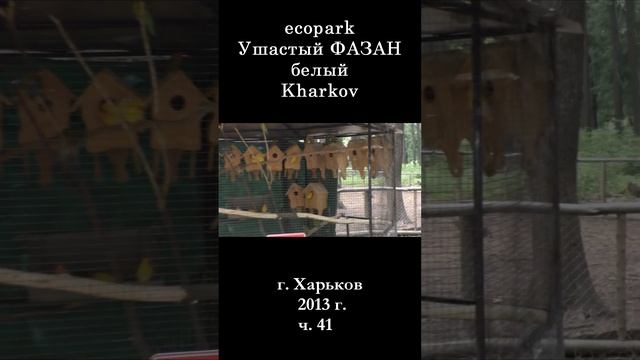 █ ЭкоПарк Харьков Ушастый ФАЗАН белый / ч. 41 / 2013 г.  #shorts