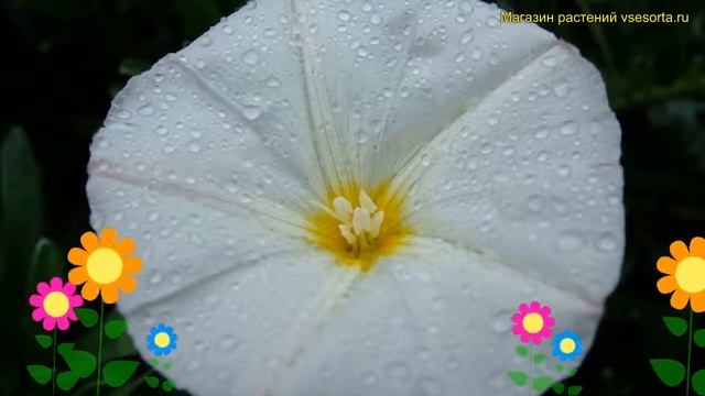 Минуарция, Вьюнок боровой. Краткий обзор, описание характеристик, где купить рассада смотреть онлайн