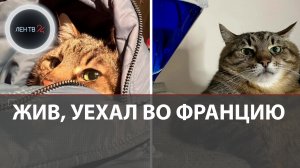 Украинский мемный кот Степан жив и эмигрировал во Францию | Любимец Бритни Спирс в безопасности