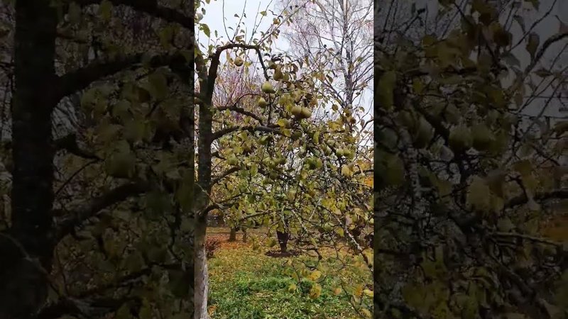 Груши в ноябре.  в саду на даче. Блог о саде.