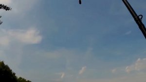 белый амур на Десногорском водохранилище.
