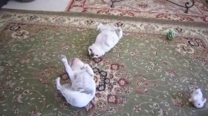 Танцуем твист