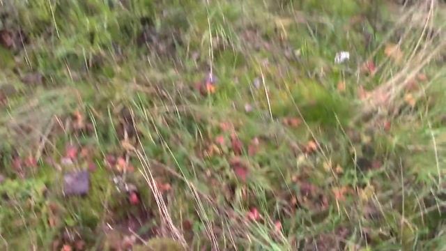 Часовня Была На Острове Белого Моря/Проверка Сеток На Рыбу смотреть онлайн