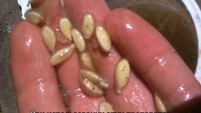 Подготовка семян огурцов к посеву на рассаду смотреть онлайн