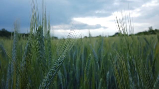 СЕЛЯНИНЪТ И ЖИТНОТО ПОЛЕ - Притча. Ошо смотреть онлайн