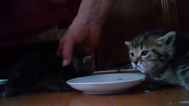 ЧУ 2016. Травма. Котики. Урбан. Танцуем брэйк в Slice смотреть онлайн