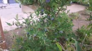 Сибирь.Жимолость это не только вкусная ягода но и очень полезная.