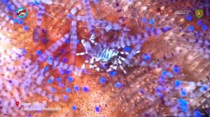 Amazing Ambon Underwater View