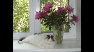 Сергей Гурбелошвили - Грусть лета. Аранжировка Сергея Жилина.