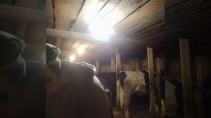 сонное утро на ферме:)