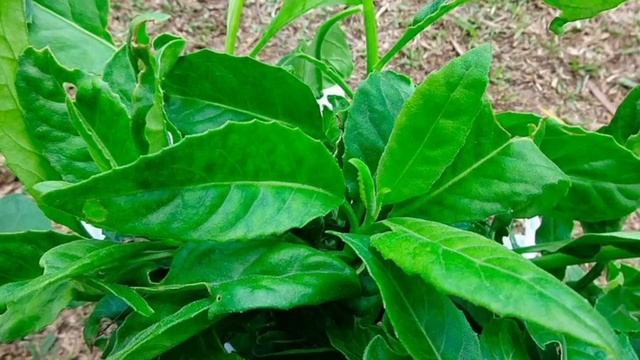 Джинура,Листья Бога,шпинат долголетия. смотреть онлайн