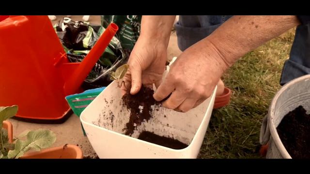 Une Visite Vintage de Mon Jardin :) ~ A Vintage Tour of My Garden