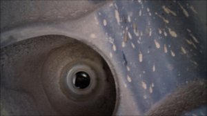 Renault Duster замена колодок,барабанов,дисков,стоек