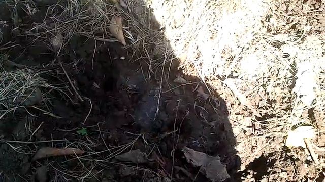 Необычная посадка дайкона. Кто так не делал-палец вверх!