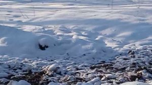 прогулка в сквере.02 февраля 21 года.