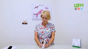 12  Почему собака чихает? Она заболела?