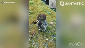 птички с ручками, ржака🤣