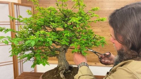 Greenwood Bonsai - Spindle Bonsai (Euonymus)