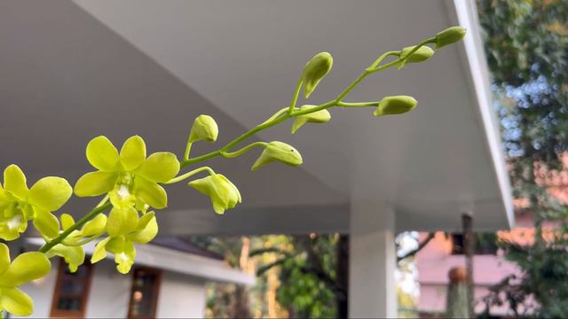 NEW BLOOMS IN MY ORCHIDS смотреть онлайн