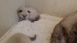 Сиамские котята