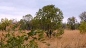 Звуки жирафа. The sound of a giraffe.