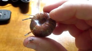 Заливаю дроссели в блоке питания эпоксидным клеем