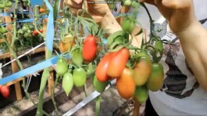 сортовой томат ПУРПУРНАЯ СВЕЧА обзор